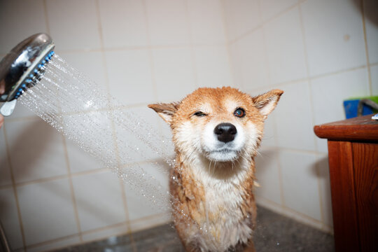 Dog in shower bathing 