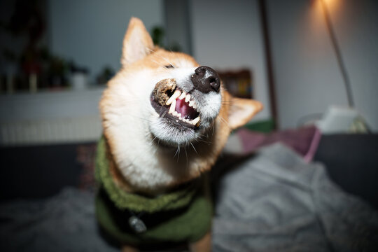 Shiba inu dog chew treat