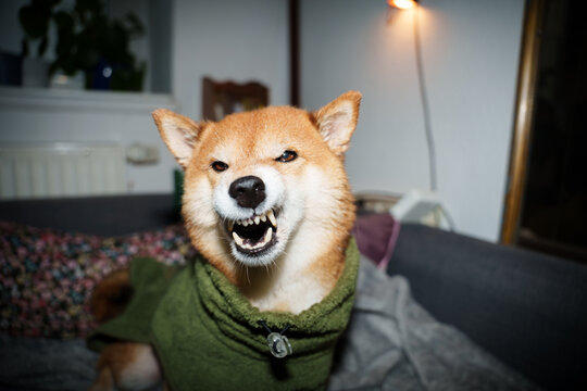 Shiba inu dog grin