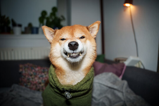 Mean face expression Shiba inu dog