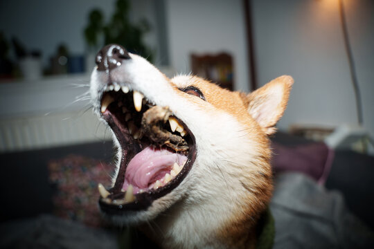 Shiba inu dog mouth treat