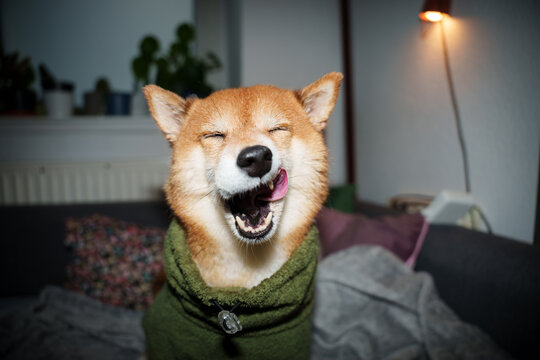 Shiba inu dog funny yawn