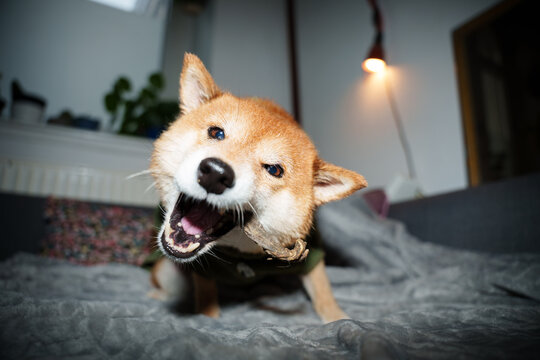 Funny Shiba inu dog chews treat