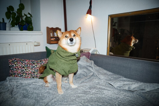 Shiba inu dog on sofa