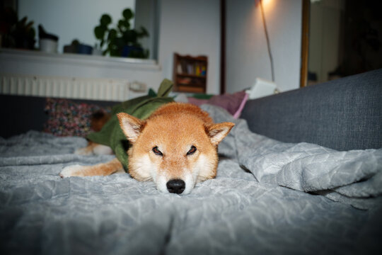 Shiba inu dog on sofa