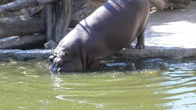 hippopotamus entering the water from the land.