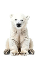 Fototapeta premium Calm Polar Bear Cub Sitting in Soft White Background