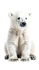 Fototapeta premium Calm Polar Bear Cub in Relaxed Pose