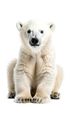 Fototapeta premium Calm Polar Bear Cub in Soft White Background