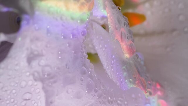 Blossom raindrop. Rainbow water texture. Defocused white color eustoma flower orange pink drop liquid on tropical art abstraction.