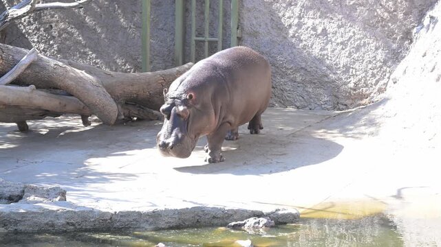 majestic hippopotamus walking on the land.