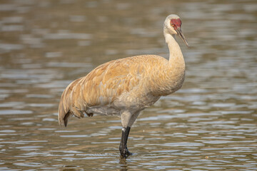 Sandhill crane 