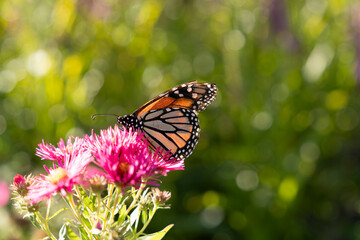 Obraz premium Monarch butterfly on a flower