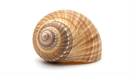 Obraz premium Scratched snail shell with intricate patterns isolated on white background, showcasing natural texture and spiral design
