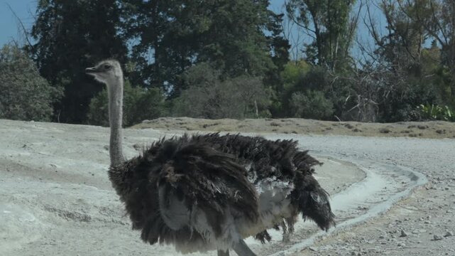 ostrich walking slowly in the sun.