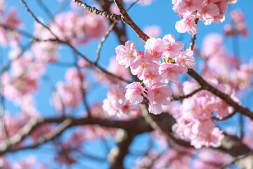 Obraz premium Kawazu Cherry Blossoms in Shizuoka Japan 20