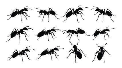 A group of black ants on a white background isolated on white background, Vector