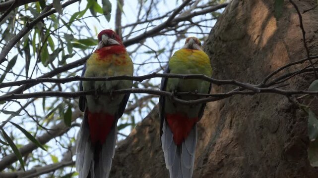 pair of rosellas (platycercus eximius) perched on a branch.