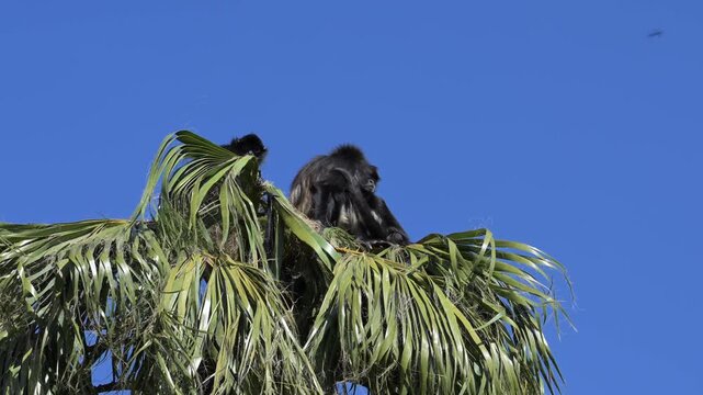  spider monkeys at the top of the palm tree.
