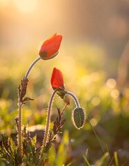 Vibrant red poppy flowers in a lush green field at sunrise