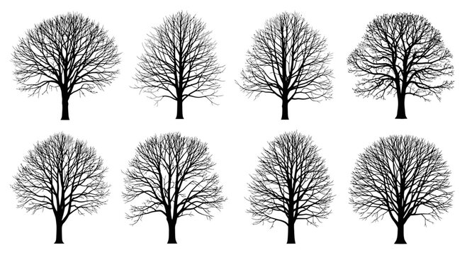 Collection of eight bare deciduous trees silhouettes in winter.
