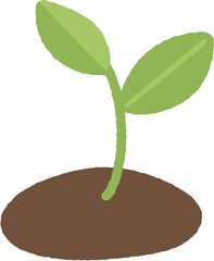 Growing Green Sprouts