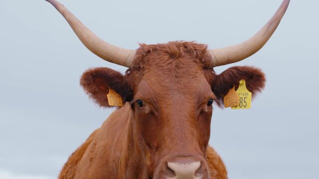 Cow face close up. Portrait of a brown bovine with horns staring at camera in the Cantal region of France. Livestock head detail with yellow ear tags in rural Auvergne.