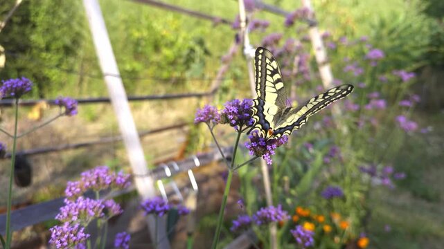 Old World Swallowtail butterfly, Papilio machaon, feeds on purple verbena flowers in a sunny French garden. Yellow and black insect pollinating blooms amidst green foliage during summer nature scene.