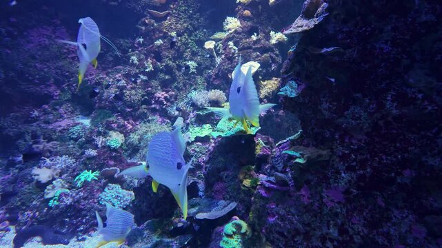 Several Sailfin Snappers swimming together along a vibrant coral reef. The clear blue water and reef setting suggest a tropical underwater habitat