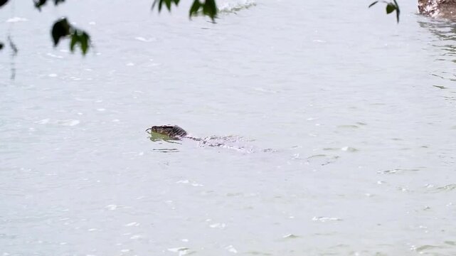 A large wild Water Monitor lizard (Varanus salvator) swims gracefully through the sea water, with its head held above the surface.