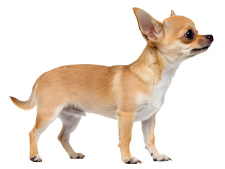 Obraz premium chihuahua dog standing on a white background