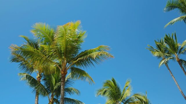 The coconut (Cocos nucifera) is a member of the palm family (Arecaceae). Wailea Beach Path, Kihei, South Maui, Hawaii. Ulua Beach, Pacific Oicean.