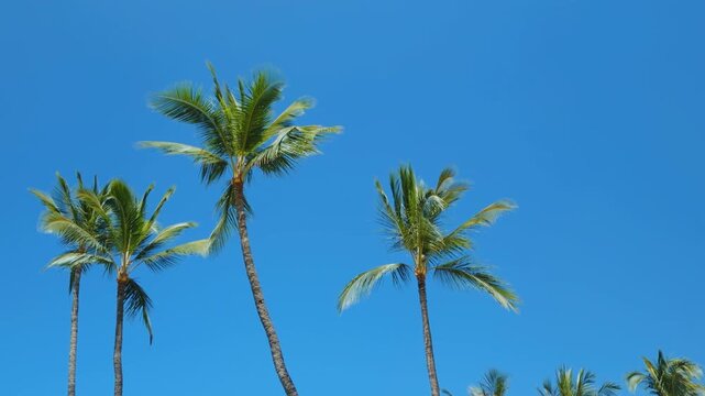 The coconut (Cocos nucifera) is a member of the palm family (Arecaceae). Wailea Beach Path, Kihei, South Maui, Hawaii. Ulua Beach, Pacific Oicean.