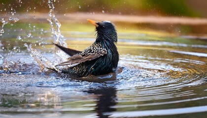 Common Starling Bathing In A Puddle