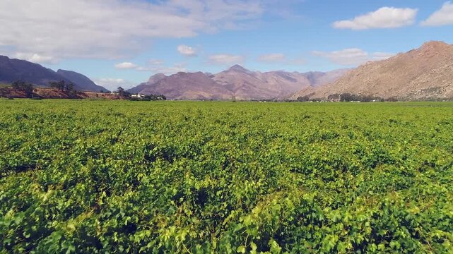 Low aerial skims tops of grape vines in lush green fruit orchard, sunny