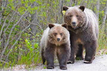 brown bear in the forest © alkoshy