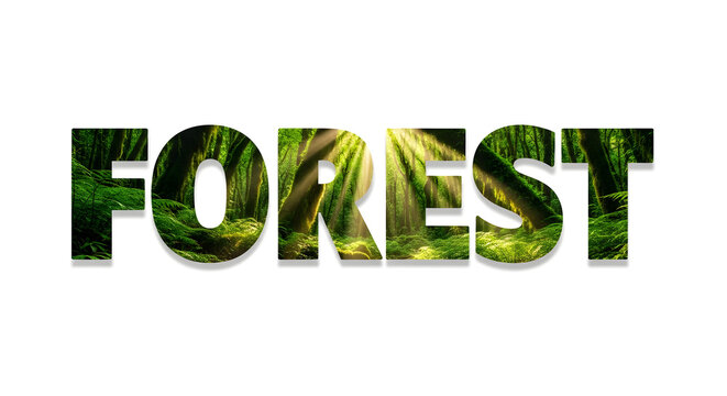 FOREST typography with lush green rainforest and sunlight through trees.