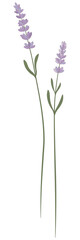 Fototapeta premium Minimalist purple lavender plant and leaves flat vector design