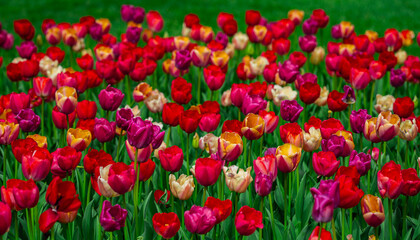 Fototapeta premium Spring Season. Multicolored Tulips In Outdoor Spring Garden. Bright Tulips In Floral Wallpaper Background. Natural Tulip Landscape With Spring Colors. Floral Design Background With Tulip Field.
