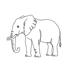 Fototapeta premium Outline illustration of an African elephant standing isolated on a white background