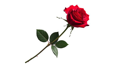 Fototapeta premium A solitary vibrant crimson bloom, a classic symbol of enduring love and profound natural beauty