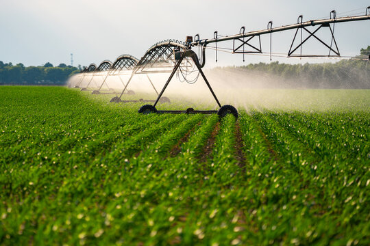 Irrigation system. Agricultural cultivation with watering and sprinkler technology. Agricultural irrigation system. Sprinkler equipment in the field. Irrigation and watering system in farmland