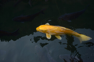 錦鯉　金色の鯉