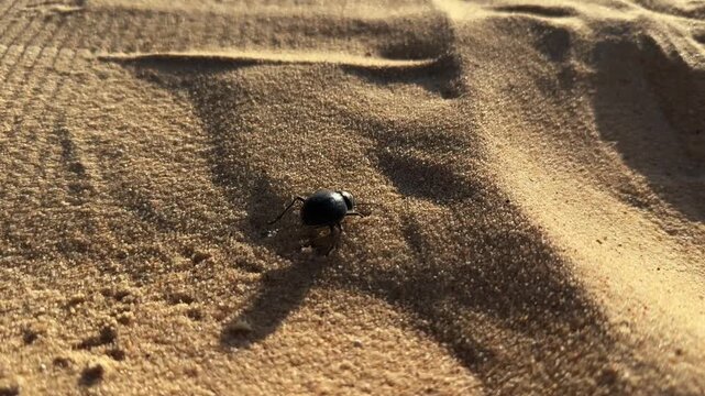 Close up camera follow black scarabaeus sacer beetle crawling fast across desert sand dune at sunset