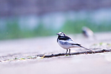 餌を探すハクセキレイ