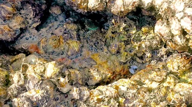 Green turquoise crab on rocks at beach water waves Thailand.