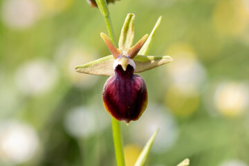 Ophrys helenae in a natural habitat in Greece © georgigerdzhikov