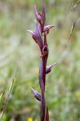 Ploughshare Orchid (Serapias vomeracea) in natural habitat © georgigerdzhikov
