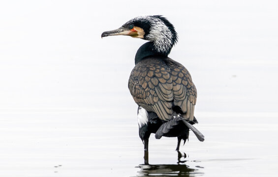 Great Cormorant (Phalacrocorax carbo) in natural habitat