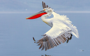 Obraz premium Dalmatian Pelican of Kerkini Lake